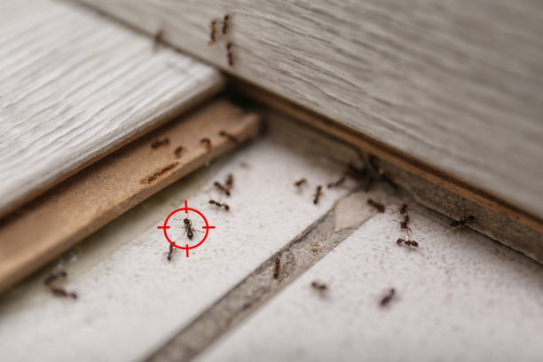 Best Termite Control Services  in Wixom, MI